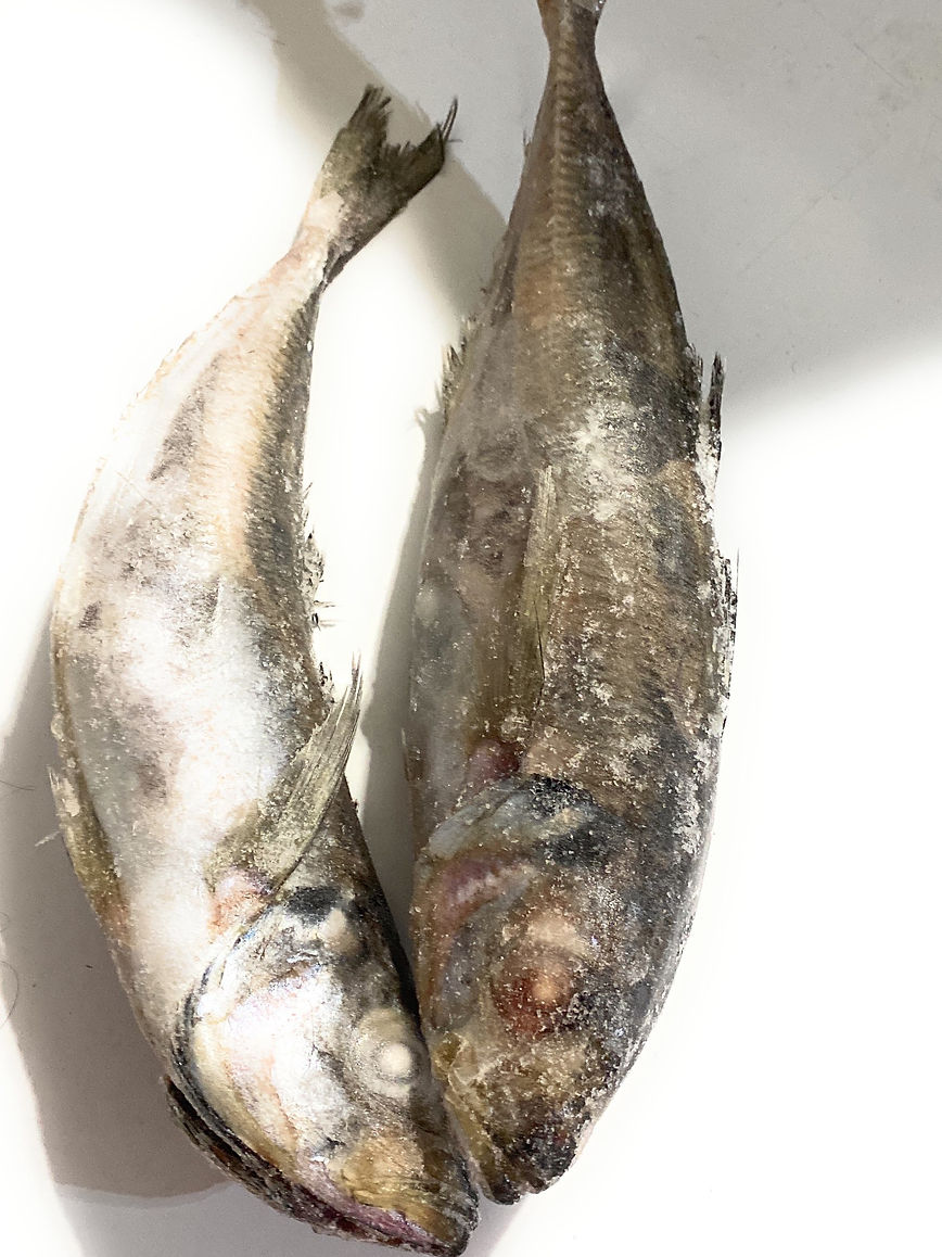 Horse Mackerel