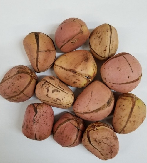 Kola Nut (Igbo Kola/Obi Abata)  4 Piece 1Lbs