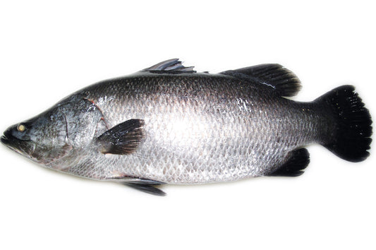 Barramundi Whole