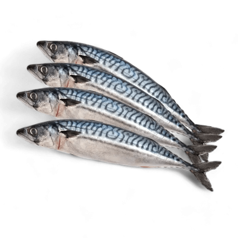 Frozen Mackerel  10kg