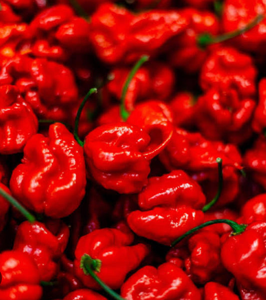 Carolina reaper Chill